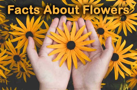 Top 10 Facts About Flowers Topessaywriter