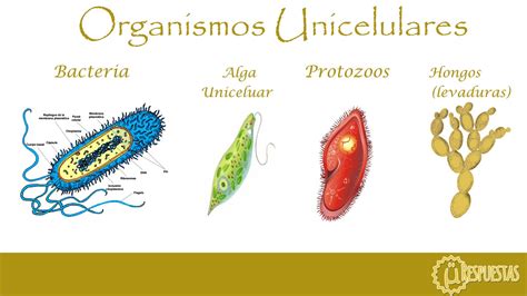 Tomidigital Organismos Unicelulares