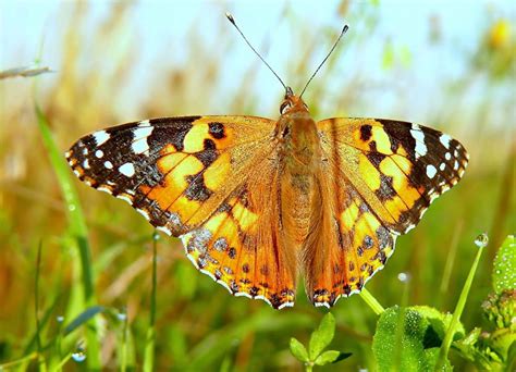Distelfalter Foto And Bild Tiere Wildlife Schmetterlinge Bilder