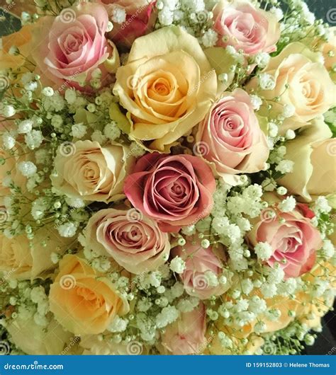 Bunch Of Roses Stock Image Image Of Flowers Beautiful 159152803