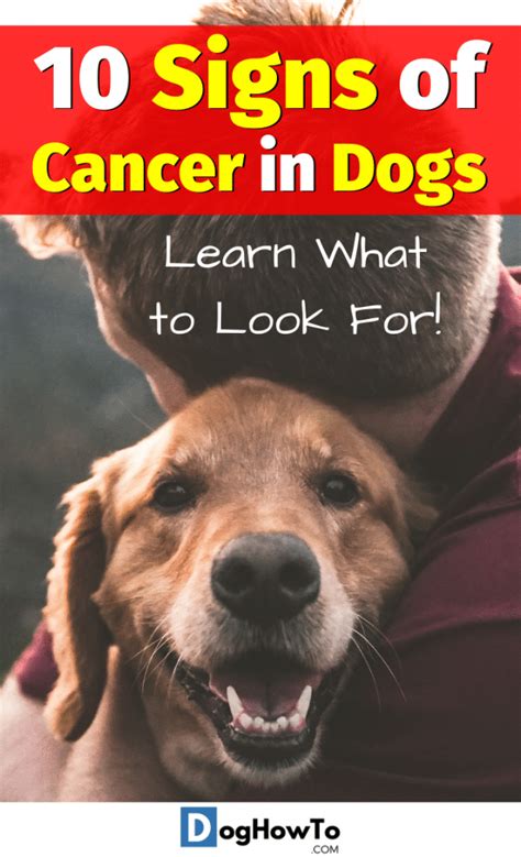 10 Signs Of Cancer In Dogs Dht