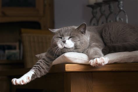 British Shorthair Breed And Health Info Everypaw