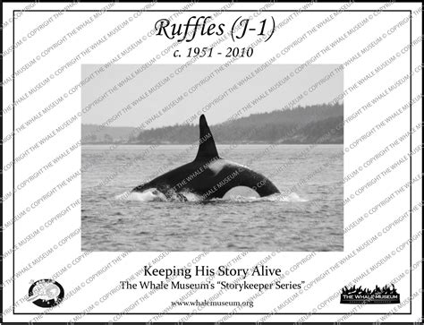 Ruffles J 1 Storykeeper The Whale Museum