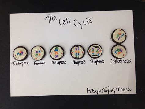 Pin By Sarah Siciliano On School Science Cells Biology