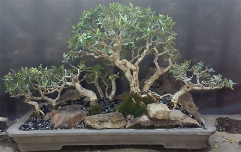 They may be tiny, but bonsai trees have an immense impact on the masters who care for them from generation to generation. Mikibu Bonsai