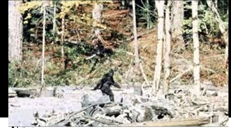 Is This Actually The First Bigfoot Sighting Caught On Camera Or Just A