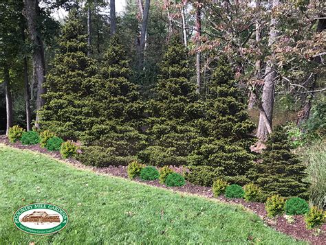 Deer Resistant Evergreens For Privacy Screen Country Mile Gardens