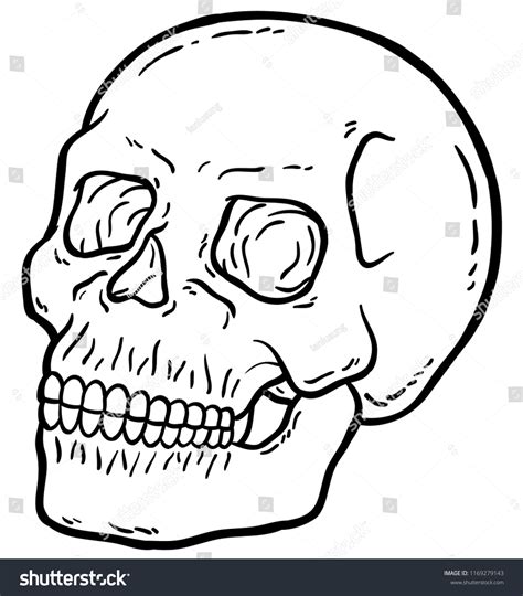 Cartoon Vector Human Skull Line Art 스톡 벡터로열티 프리 1169279143