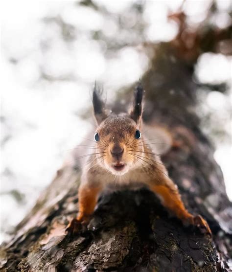Finnish Photographer Proves Fairy Forests Are Real In Finland 41 Pics