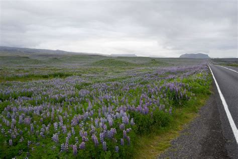 Why Iceland Is Turning Purple Hakai Magazine