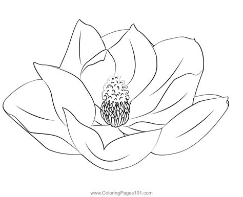 Magnolia Flower Coloring Page For Kids Free Magnolias Printable