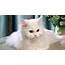 New Persian Cats Pictures  Of Animals 2016