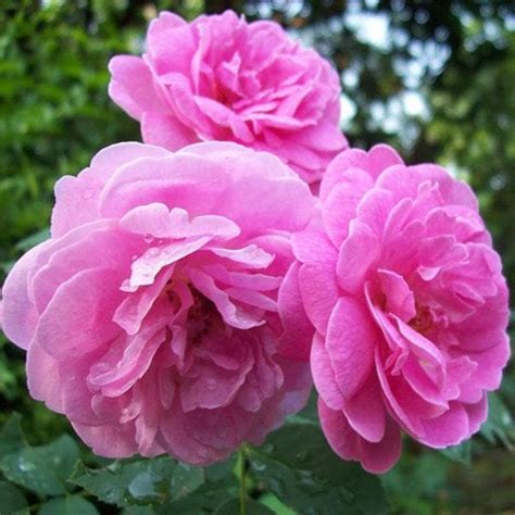 Buy Damascus Rose Scented Rose Any Color Plant Online From
