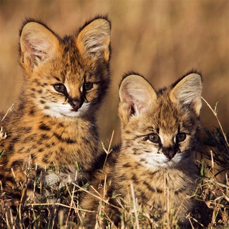 serval kitten in wild