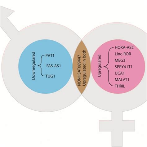 schematic showing the sex specific lncrna in male patients blue download scientific diagram