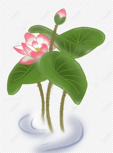 Hand Painted Chinese Lotus Illustration Png Free Material Png Free