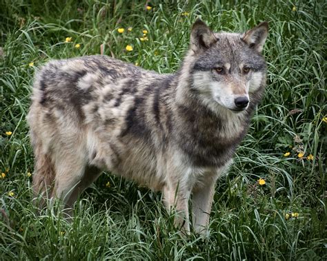 Gray Wolf Mammals Of Wisconsin · Inaturalist