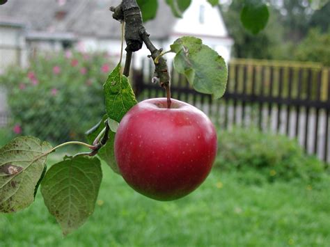 무료 이미지 사과 나무 분기 과일 말린 씨앗 잎 익은 식품 녹색 빨간 수확 생기게 하다 야채 신선한