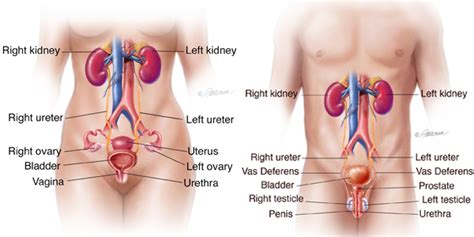 Urinary Tract Infection UTI Symptoms Diagnosis Treatment Urology Care Foundation