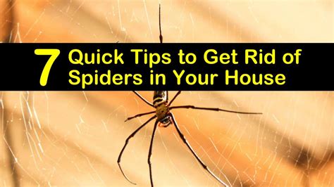 7 Quick Tips To Get Rid Of Spiders In Your House
