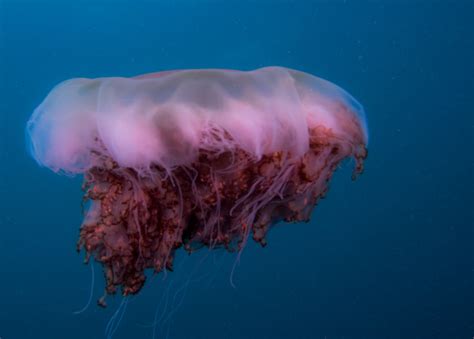 Australian Box Jellyfish Size Comparison