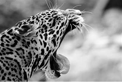 Jaguar Wild Cat Fangs Teeth Mouth Yawns