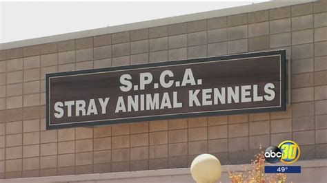 Spca Worker Recovering After Being Attacked By Dog At Animal Shelter