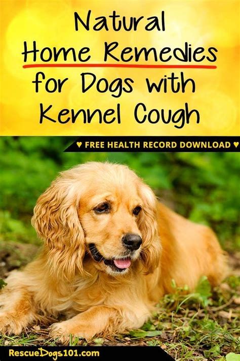 Dogs need electrolytes and vitamins to retain fluids. Easy and Natural Home Remedies for Kennel Cough | Natural ...