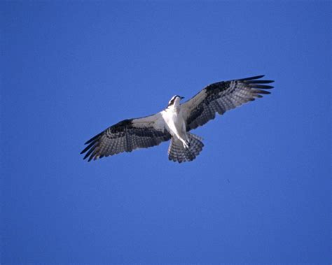 Foto Gratis Osprey Volare Cielo Pandion Haliaetus