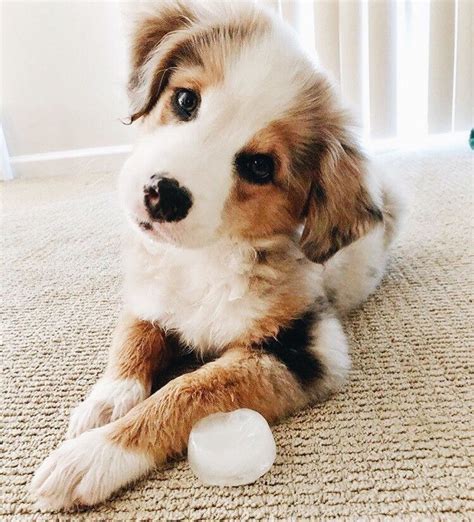 Pinterest Aashlynwiswall Super Cute Puppies Cute Little Puppies Cute