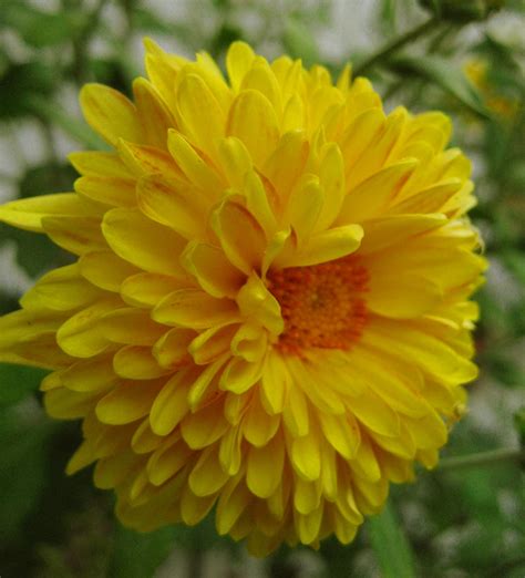 Bushveld Safaris Cccam Yellow Chrysanthemum