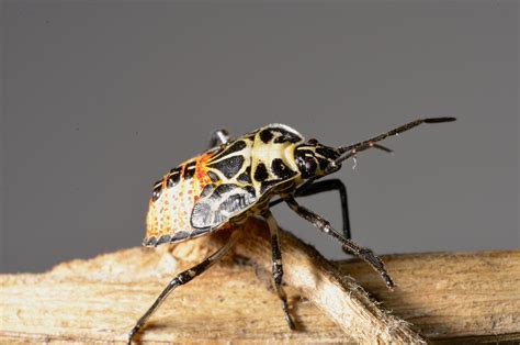 Free Images Insect Fauna Invertebrate Close Up Chinche Bicho