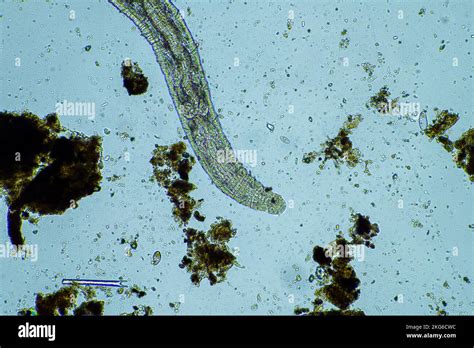 Microscopic Worm In The Soil In Australia In Compost Stock Photo Alamy