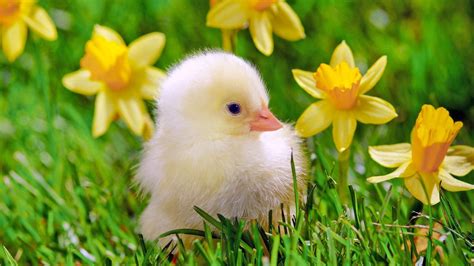 Spring Baby Chicks Wallpapers Wallpaper Cave