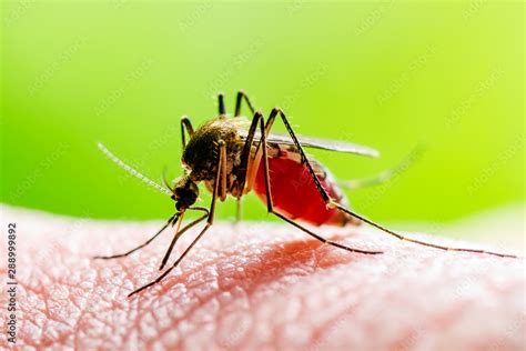 Foto De Dangerous Zika Infected Mosquito Bite On Green Background