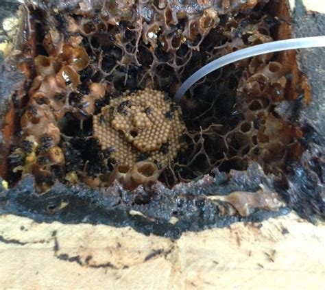 Pengenalan lebah kelulut lebah kelulut atau kelulut sahaja (juga digelar meliponini) ialah lebah tidak bersengat yang menghasilkan madu sama seperti lebah madu. Cara Menternak Lebah Kelulut | EncikShino.com