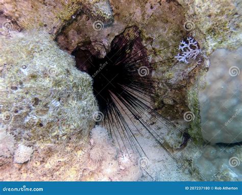 Long Spined Sea Urchin Diadema Antillarum Stock Photo Image Of
