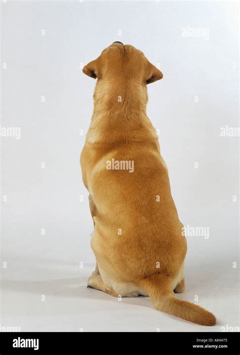 Labrador Retriever Adult Dog Sitting Back View Studio Picture