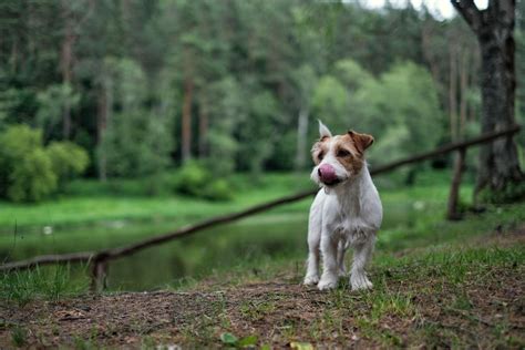 20 Best Country Dog Names For Male And Female Dogs
