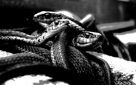 Black Snake Hd Wallpapers Top Free Black Snake Hd Backgrounds