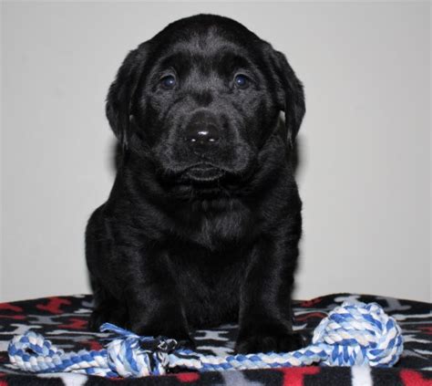 If interested please complete an application on our. Labrador Retriever puppy dog for sale in topeka, Indiana