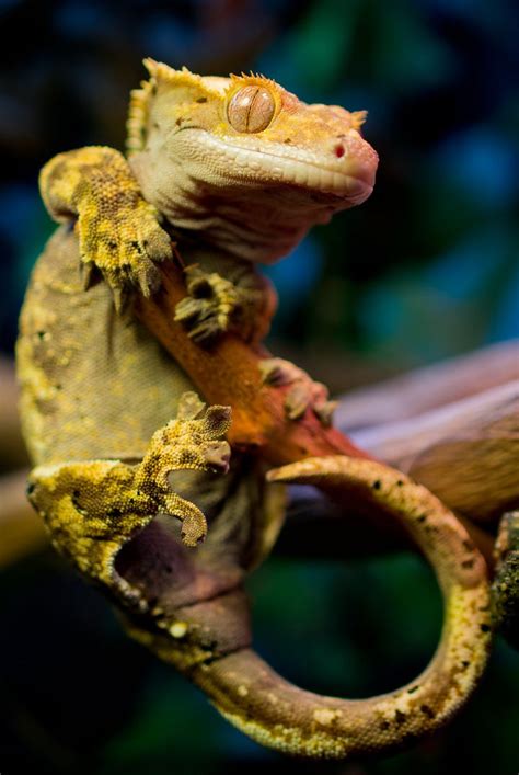 12 Reasons Why Crested Geckos Make Great Pets