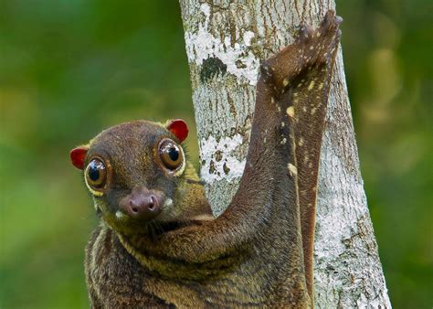Flying Lemur Types Adaptations Diet And Facts Britannica