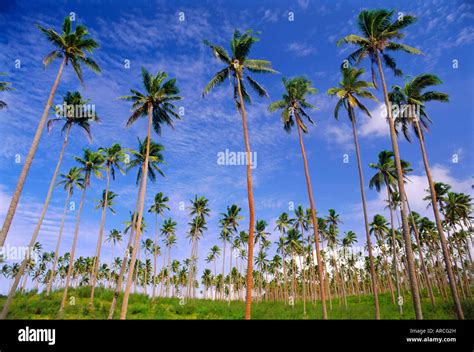 Coconut Plantation Tavauni Island Fiji Pacific Islands Stock Photo