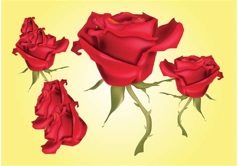 Red Roses Vector Illustrations Download Free Vector Art Stock