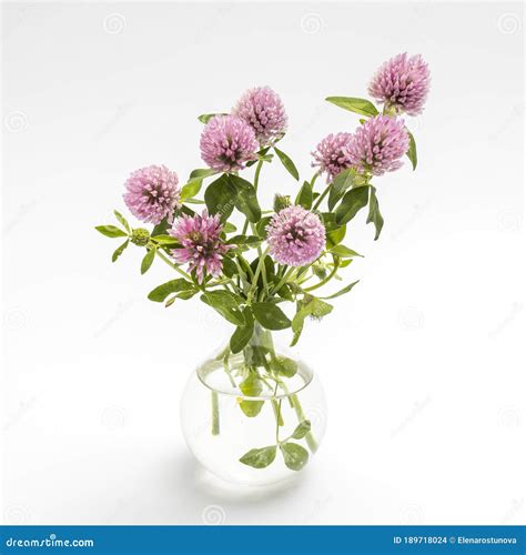 Flower Of A Red Clover Clover With Leaves And Stem Close Up Isolated On