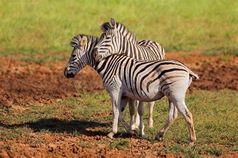 Plains Zebras In Natural Habitat Stock Image Image Of Quagga