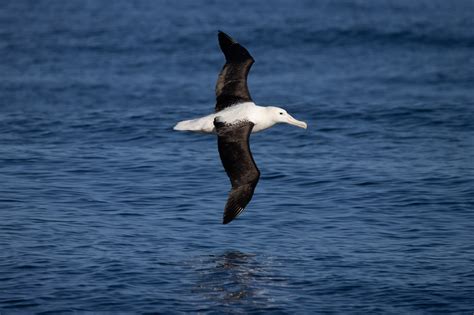 Agreement On The Conservation Of Albatrosses And Petrels Historic