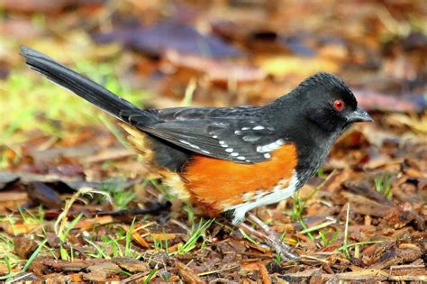 Barry The Birder Spotted Towhee And Eastern Towhee