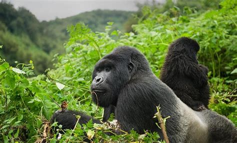 How To Prepare For Gorilla Trekking — Alika Africa Duma Explorer